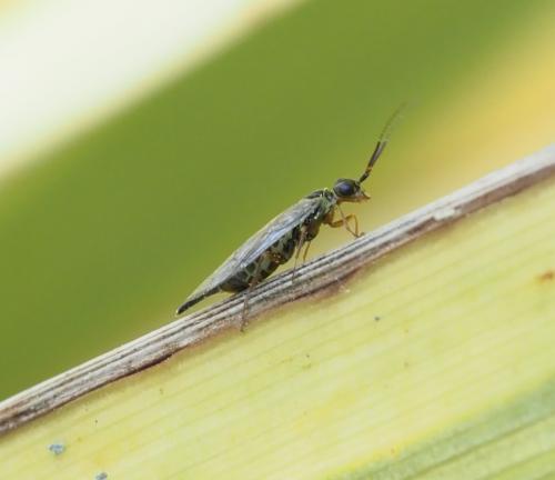 Xyela graeca